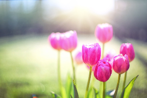A cluster of pink tulips against a green field and sunny blue sky.