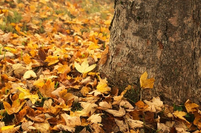 A photo of yellowed leaves on the ground at the base of a tree.