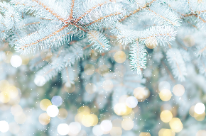 A close up photo of a pine tree in the snow.