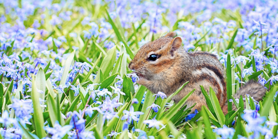 Chipmunk with Spring flowers