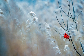 A photo of a cardinal on a bare branch, against a snowy backdrop. 