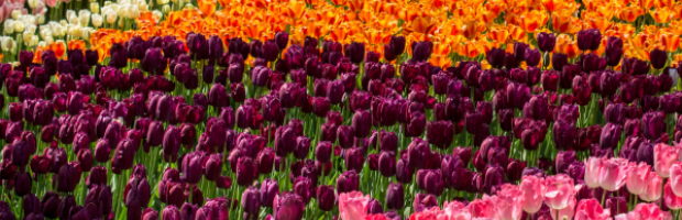 Carrots on Blue Background with white waves and dots graphics
