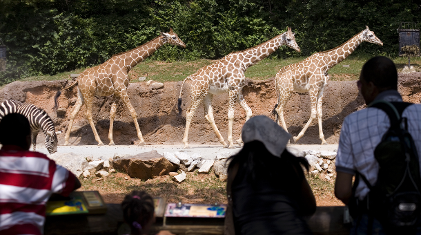 A family looking at three giraffes and a zebra at the zoo. 