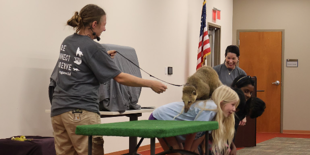 Two staff from Wildlife Wonders are smiling while a coatimundi on a leash crawls over the backs of three children who are bent at the waist. Everyone is smiling and laughing, enjoying the feel and sight of the large animal crawling on them. 