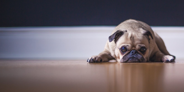 Image of a Pug dog on the floor with a very sad expression on his smushed little face, presumably because the poor little thing keeps forgetting about AH-MAY-ZING events at his library! You know what he needs? A free newsletter subscription to his library's Weekly Program Planner. 