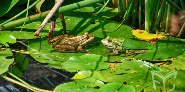 Two frogs resting on lily pads in a pond. 