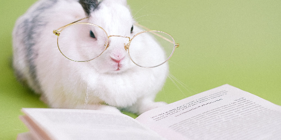 White and gray rabbit on a light green background. Rabbit is wearing wire-rimmed glasses and reading a book. 