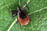 A photo of a tick on a bright green leaf.