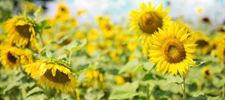 Sunflowers Sunflowers