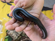 arthropod petting zoo