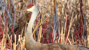 Picture of a sandhill crane in a marsh.