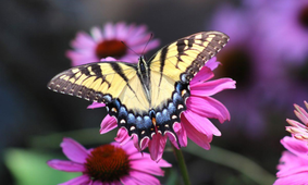 Closeup of a butterfly sitting on a flower. Closeup of a butterfly sitting on a flower.