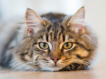 A close up of a fluffy tabby cat face.