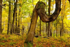 Photo in fall of Ice Age Trail woodland. Photo in fall of Ice Age Trail woodland.
