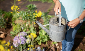 Person holding a watering can over a garden with flowers. Person holding a watering can over a garden with flowers.