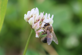 Bee sitting on a clover flower