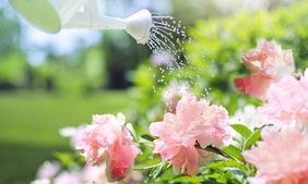 Watering can pouring water onto flowers. Watering can pouring water onto flowers.
