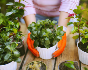 Stock photo of hands holding a potted plant with other plants around on a table.