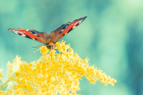 Butterfly sitting on a flower. Butterfly sitting on a flower.