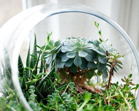 Stock photo of a close up of a glass terrarium with plants inside.