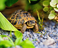 A photo of a small turtle among plants