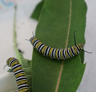 Caterpillars: Symbi and Jerry